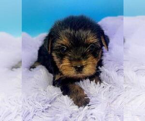 Yorkshire Terrier Puppy for sale in SANDY HOOK, KY, USA