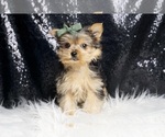 Small #2 Yorkshire Terrier