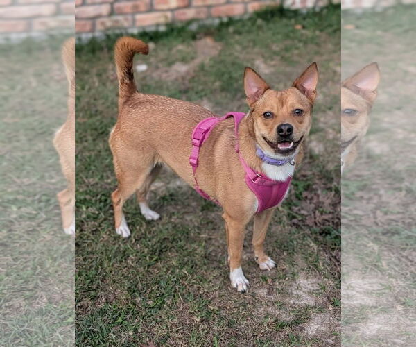 Medium Photo #3 Akita-Saluki Mix Puppy For Sale in Oakhurst, NJ, USA