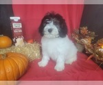 Small Photo #4 Bernedoodle-Poodle (Toy) Mix Puppy For Sale in BLACK FOREST, CO, USA