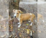 Small #1 American Pit Bull Terrier Mix