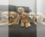 Small #4 Golden Retriever