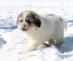 Small #8 Great Pyrenees