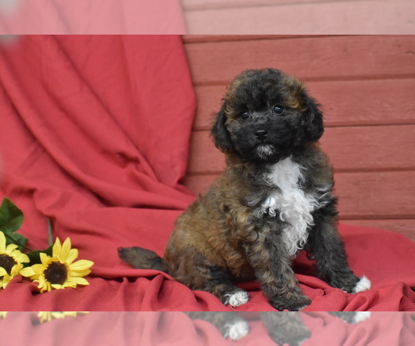 Medium Photo #4 Bichpoo Puppy For Sale in ELDORADO, OH, USA