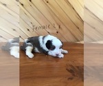 Small Photo #9 Aussie-Poo Puppy For Sale in QUARRYVILLE, PA, USA