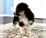 Small Photo #10 Miniature Australian Shepherd Puppy For Sale in BEATTY, OR, USA