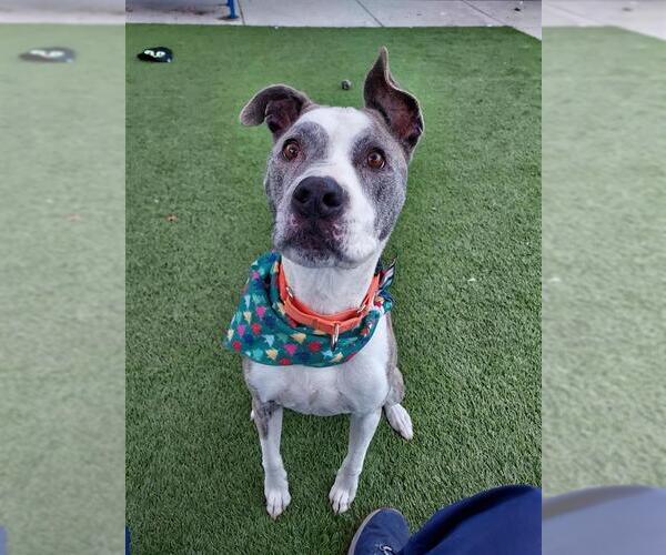 Medium Photo #2 Mutt Puppy For Sale in Elk Grove, CA, USA