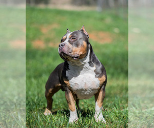 American Bully Puppy for sale in CHARLOTTE, NC, USA