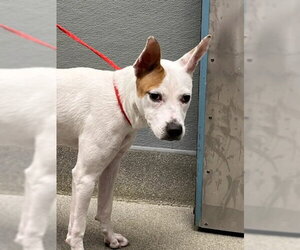 Mutt Dogs for adoption in Las Vegas, NV, USA
