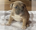 Small Photo #6 American Bully Puppy For Sale in SOMERSET, KY, USA