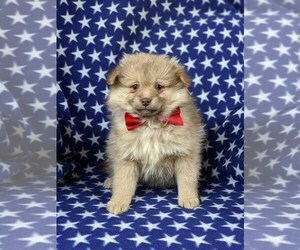 Pomeranian Puppy for sale in CHRISTIANA, PA, USA