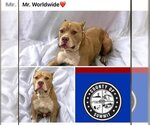 Small Photo #1 American Pit Bull Terrier Puppy For Sale in Akron, OH, USA