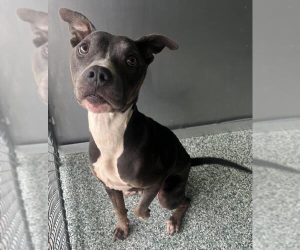 Medium Photo #1 American Pit Bull Terrier-Unknown Mix Puppy For Sale in Salisbury, NC, USA