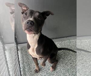 American Pit Bull Terrier-Unknown Mix Dogs for adoption in Salisbury, NC, USA
