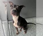 Small American Pit Bull Terrier Mix