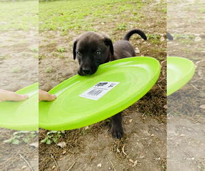 Borador Dogs for adoption in Princeton, MN, USA