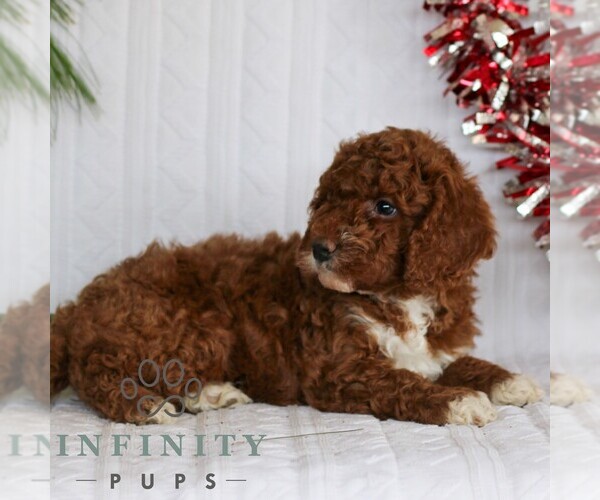 Medium Photo #3 Goldendoodle (Miniature) Puppy For Sale in LITITZ, PA, USA