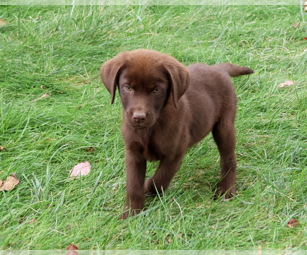 Medium Photo #6 Labrador Retriever Puppy For Sale in SYRACUSE, IN, USA