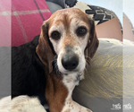Small #6 Beagle