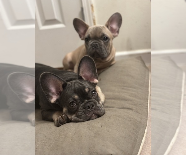 Medium Photo #11 French Bulldog Puppy For Sale in FITCHBURG, WI, USA