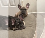Small Photo #11 French Bulldog Puppy For Sale in FITCHBURG, WI, USA