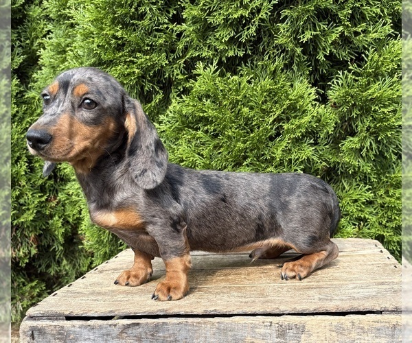 Medium Photo #3 Dachshund Puppy For Sale in MIDDLEBURY, IN, USA