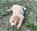 Small Photo #8 Goldendoodle Puppy For Sale in CANON, GA, USA