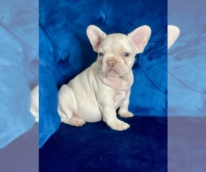 French Bulldog Puppy for sale in MIAMI, FL, USA