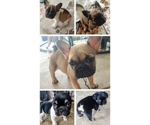 French Bulldog Puppy for sale in HESPERIA, CA, USA