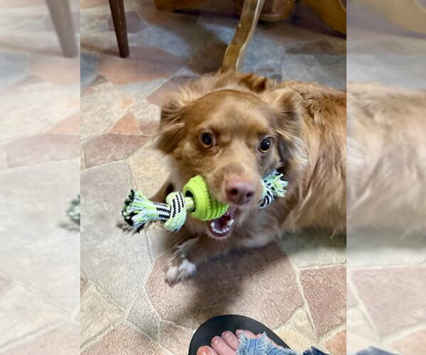 Medium Photo #4 Chiweenie Puppy For Sale in Texarkana, TX, USA