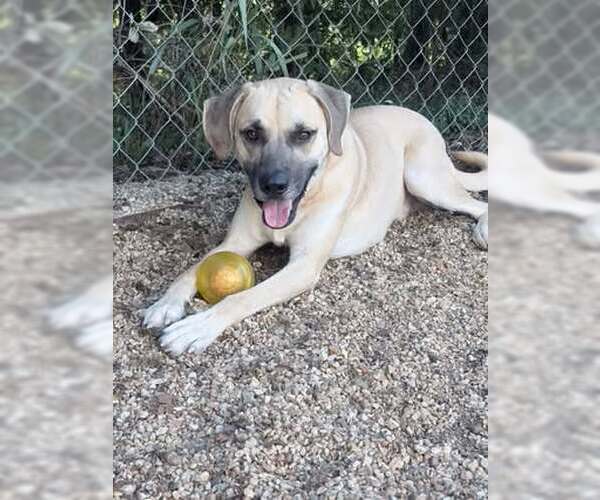 Medium Photo #2 Black Mouth Cur-Unknown Mix Puppy For Sale in Oakhurst, NJ, USA