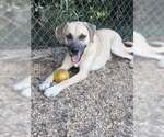 Small #1 Black Mouth Cur Mix
