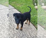 Small German Shepherd Dog Mix