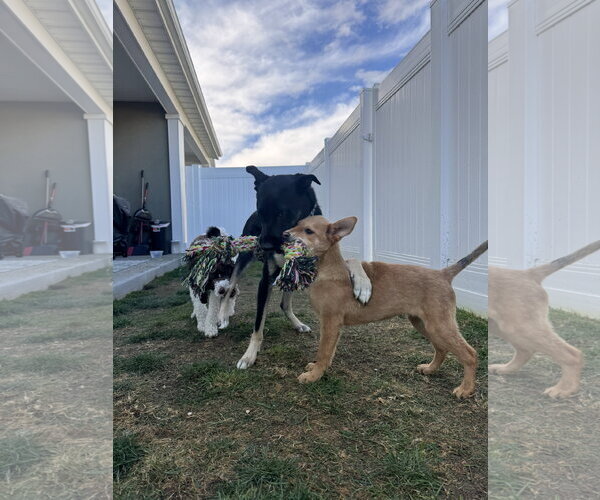 Medium Photo #6 Mutt Puppy For Sale in Sandy, UT, USA