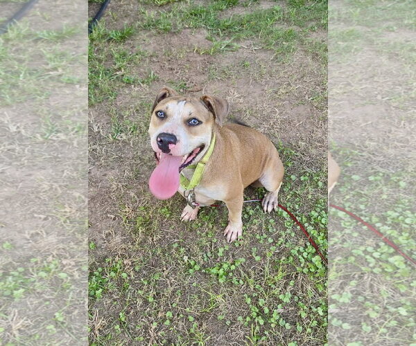 Medium Photo #4 Bullypit Puppy For Sale in Oakhurst, NJ, USA