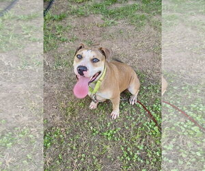 Rya - total lovebug - Female Bullypit Dog for Adoption - Photo #4