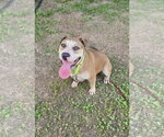 Small #3 Bullypit