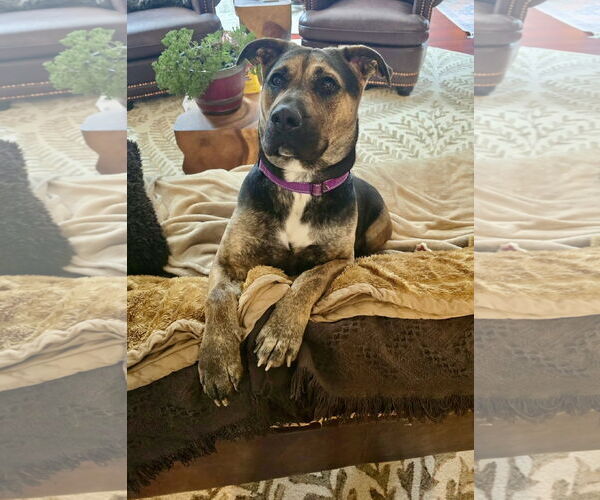 Medium Photo #7 Mutt Puppy For Sale in Mount Laurel, NJ, USA