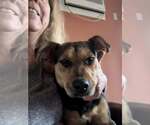Small #24 Labrador Retriever Mix