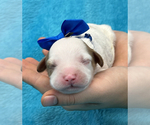 Small Photo #9 Cavapoo Puppy For Sale in BULLARD, TX, USA