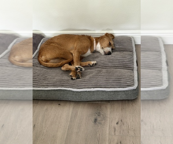 Medium Photo #3 Mutt Puppy For Sale in APOPKA, FL, USA