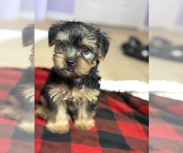 Medium Photo #2 Yorkshire Terrier Puppy For Sale in KATY, TX, USA