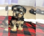 Small #1 Yorkshire Terrier
