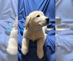 Small #1 Golden Labrador