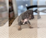 Small Photo #5 French Bulldog Puppy For Sale in HILTON, NY, USA