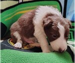 Small #17 Border Collie