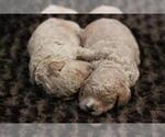 Small Photo #20 Goldendoodle (Miniature) Puppy For Sale in ASHBY, MN, USA