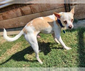 Chihuahua Dogs for adoption in Plano, TX, USA