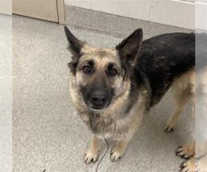 German Shepherd Dog-Unknown Mix Dogs for adoption in Fort Collins, CO, USA