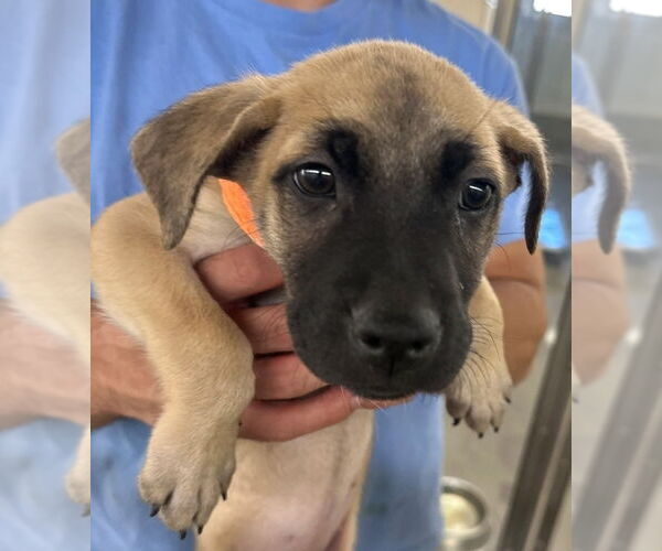 Medium Photo #3 German Shepherd Dog-Unknown Mix Puppy For Sale in Lakewood, CO, USA